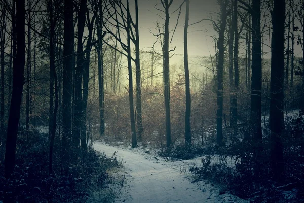 Mystisk skog Stockbild