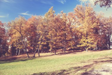 sonbahar park sahnesi