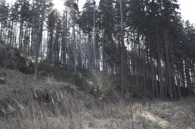 sonbahar orman sahne