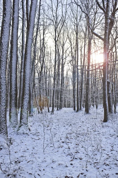 Vinterlandskap — Stockfoto