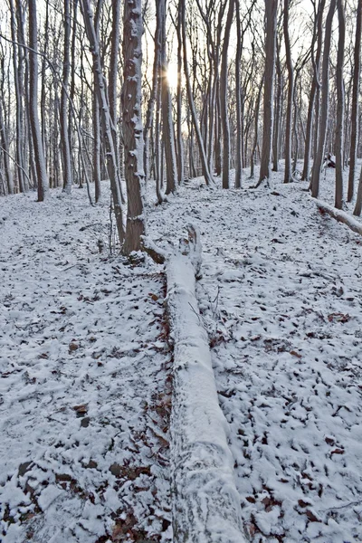 País das maravilhas do inverno — Fotografia de Stock