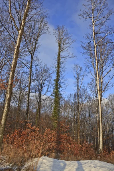 Escena del bosque de otoño — Foto de Stock