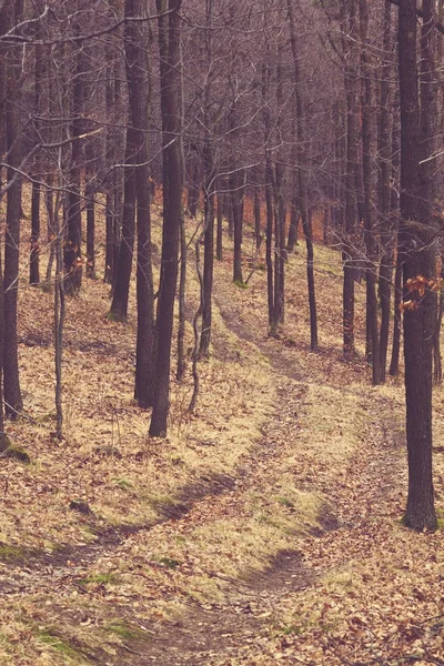 숲의 경로 — 스톡 사진