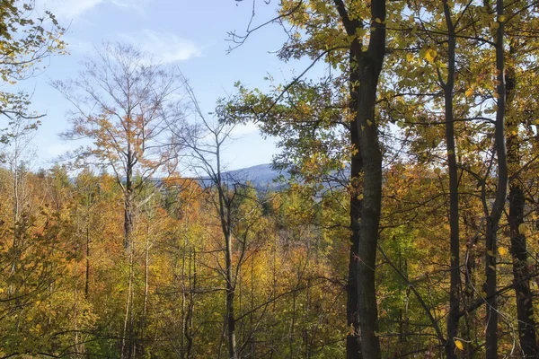 Autunno parco scena — Foto Stock