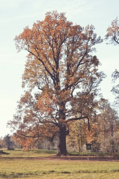 Escena del parque de otoño —  Fotos de Stock