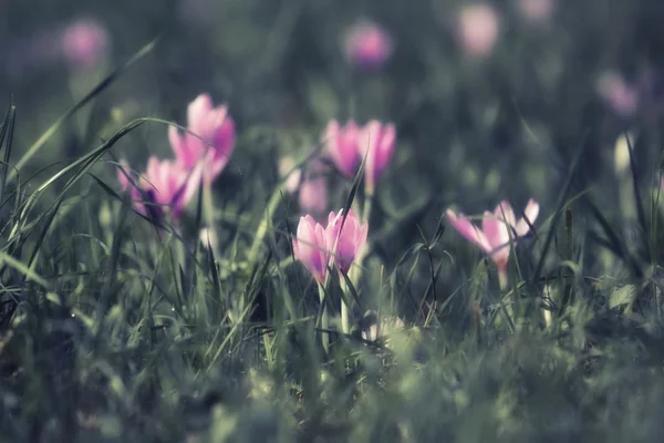 Çiçek bitki yaz sabahı gündoğumu — Stok fotoğraf