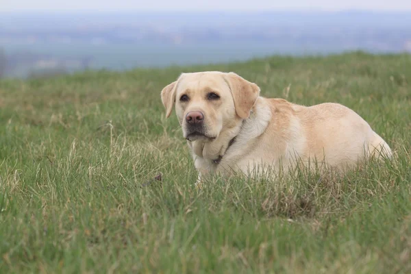 Labrador portret — Stockfoto