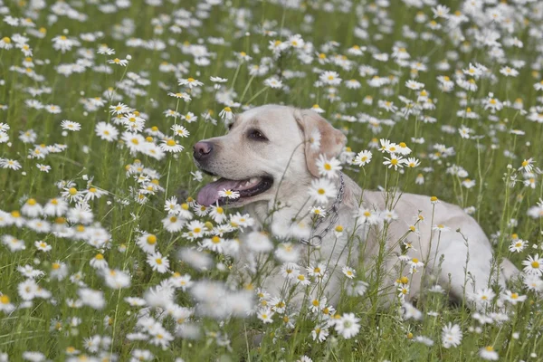 Feliz labrador nas flores — Fotografia de Stock