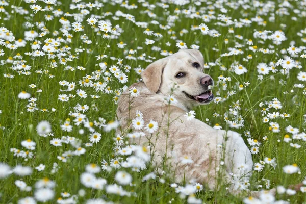 Happy labrador i blommor — Stockfoto