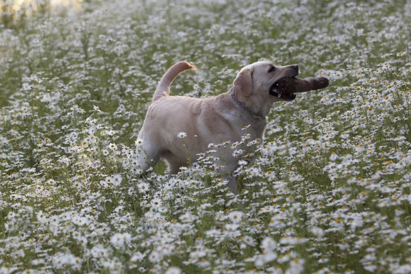 Gelukkig labrador in de bloemen — Stockfoto