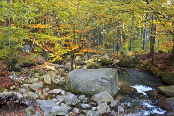Autumn stream in het forest — Stockfoto