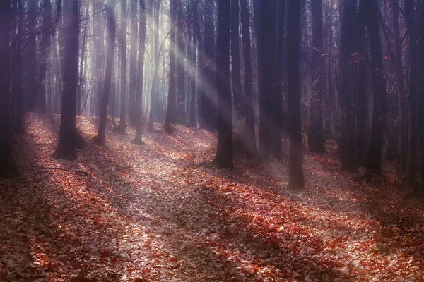 안개낀 가을 숲 속 태양 광선으로 아름다운 아침 — 스톡 사진