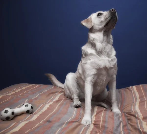 Retrato Labrador — Fotografia de Stock