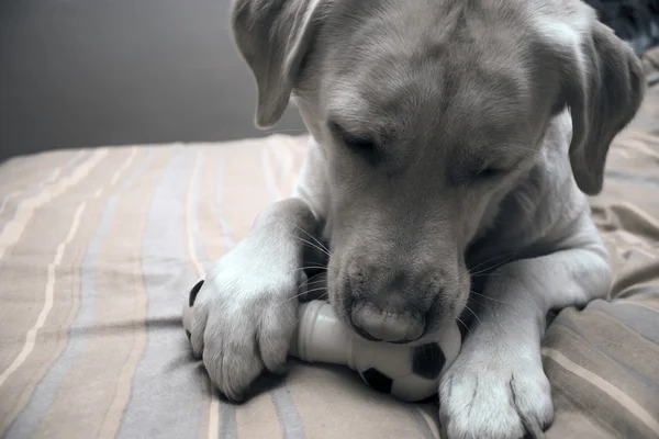 Retrato Labrador — Fotografia de Stock