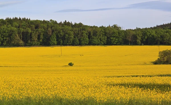 Sommerlandschaft mit gelbem Rapsfeld — Stockfoto