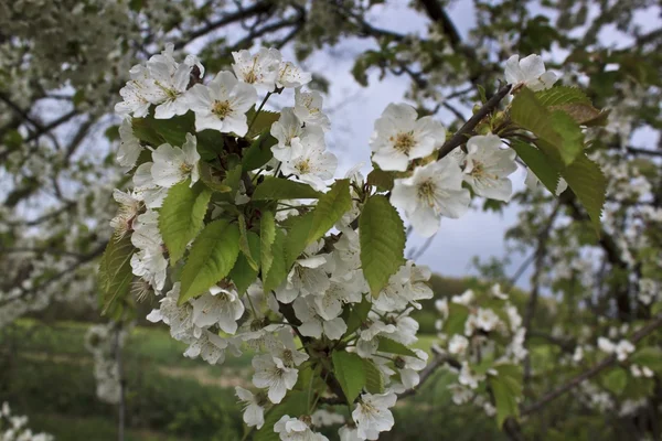 Apple flowers — Stock Photo, Image