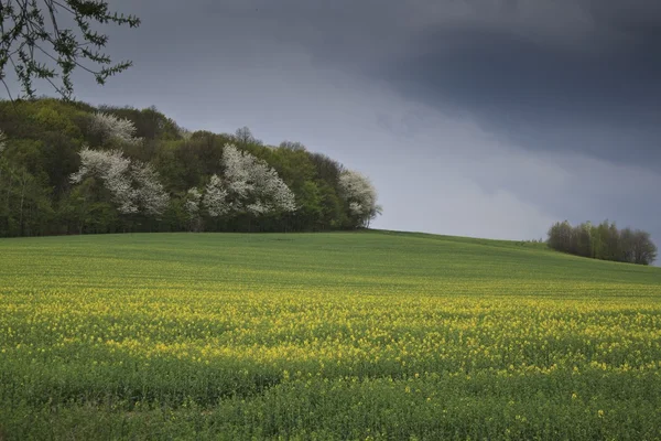 Paisagem de verão com campo de colza amarelo — Fotografia de Stock
