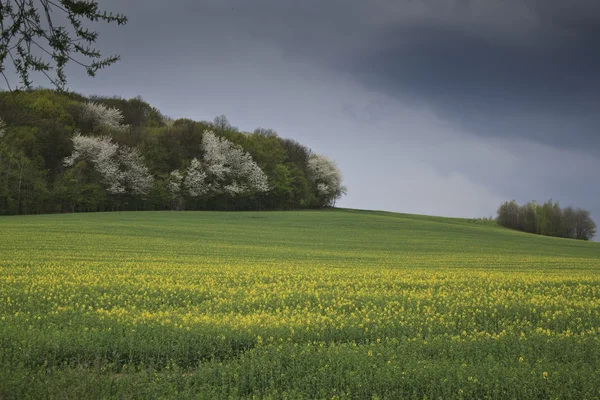 Sommar landskap med gula rapsfält — Stockfoto