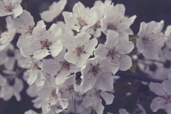 Flores de manzana — Foto de Stock