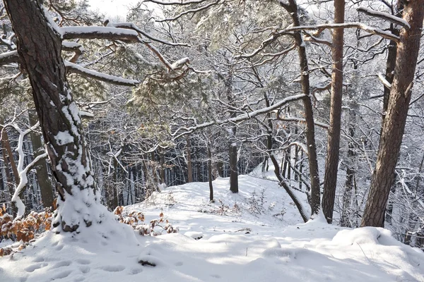 País das maravilhas do inverno — Fotografia de Stock