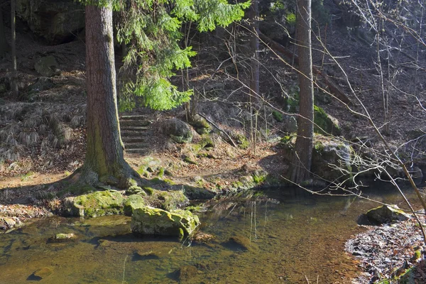 Escena del bosque de otoño — Foto de Stock