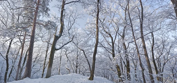 Zimní říši divů panorama — Stock fotografie