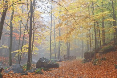sisli gün ormanında sonbahar akışı