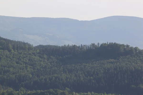 Wald in den Bergen — Stockfoto