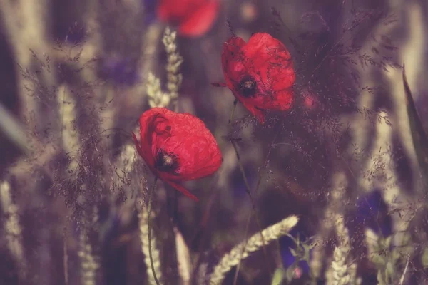 Poppy flowers in the meadow at sunset- dreamy style — Stock Photo, Image