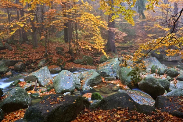 Осенний ручей в лесу в туманный день — стоковое фото