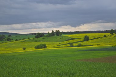 Sarı tecavüz alan, yatay yaz