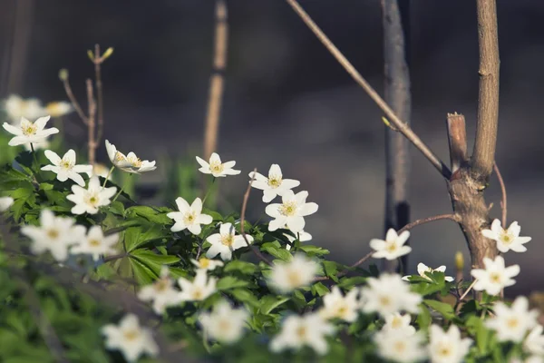 Blooming wild flowers — Stock Photo, Image