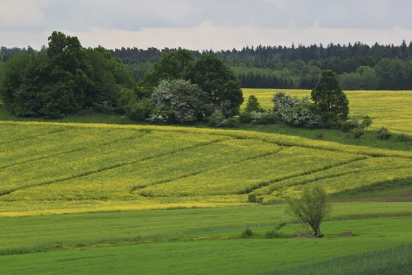 Letní krajina s žlutým znásilnění pole — Stock fotografie