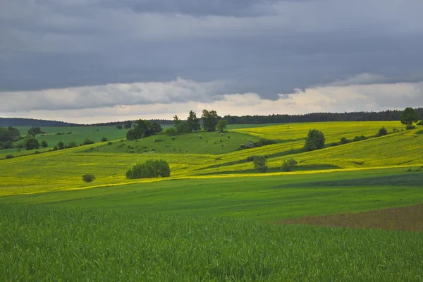 Paesaggio estivo con campo di colza giallo Immagine Stock