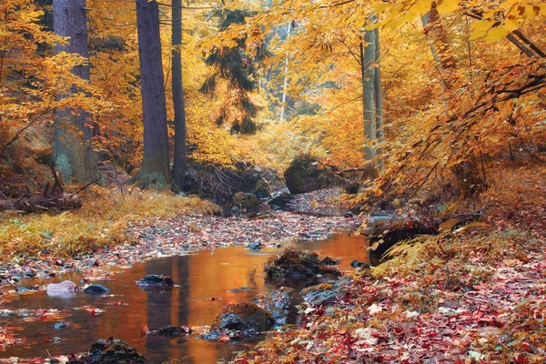 Höstens ström i skogen i solig dag — Stockfoto