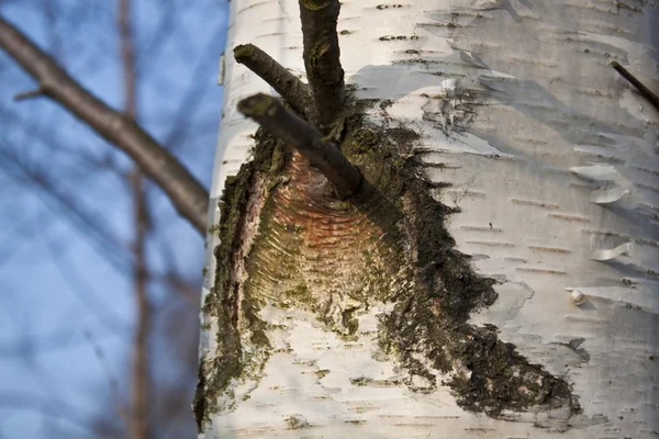 Birch tree — Stockfoto