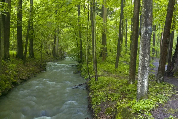 Arroyo bosque de primavera — Foto de Stock