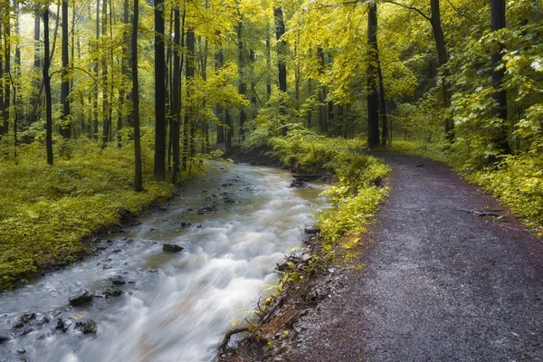 Arroyo bosque de primavera — Foto de Stock