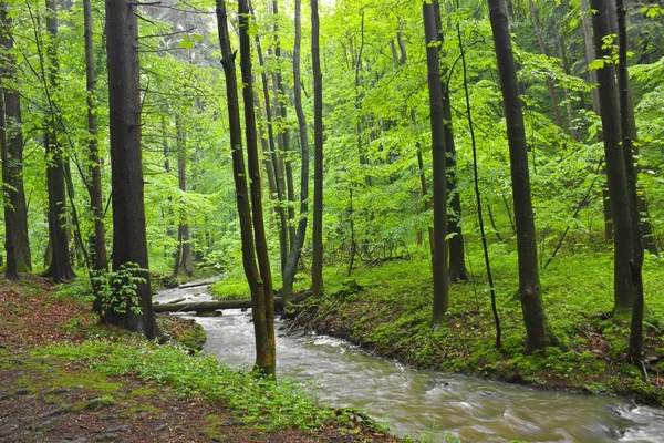 Torrente foresta primaverile — Foto Stock