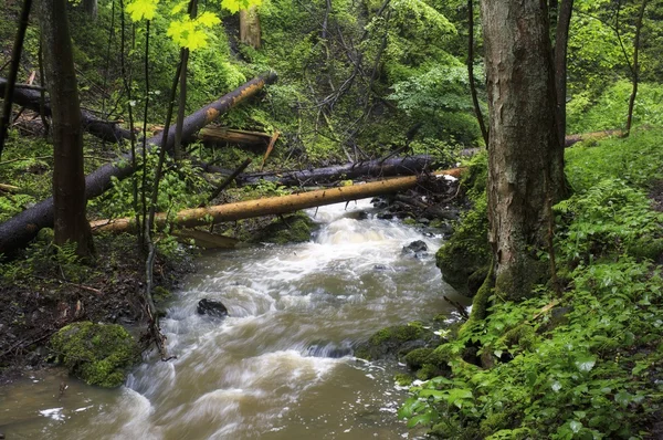 Spring forest creek — Stock Photo, Image