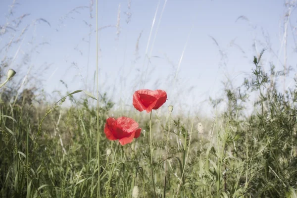 Fiori di papavero — Foto Stock