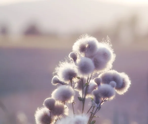 Flowering meadow — Stock Photo, Image