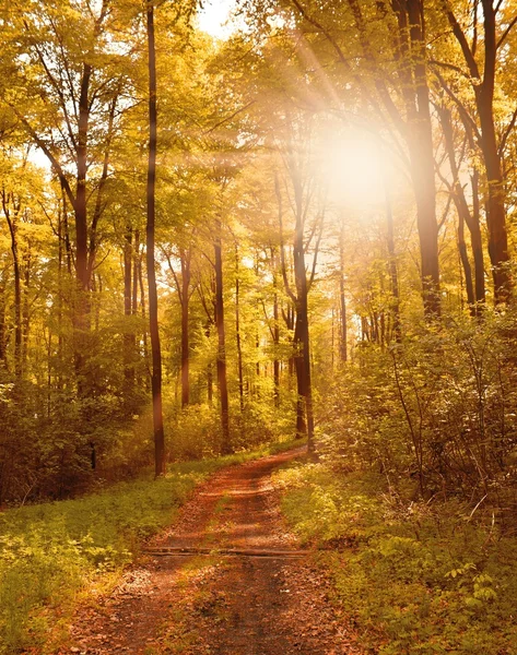 Floresta de outono — Fotografia de Stock