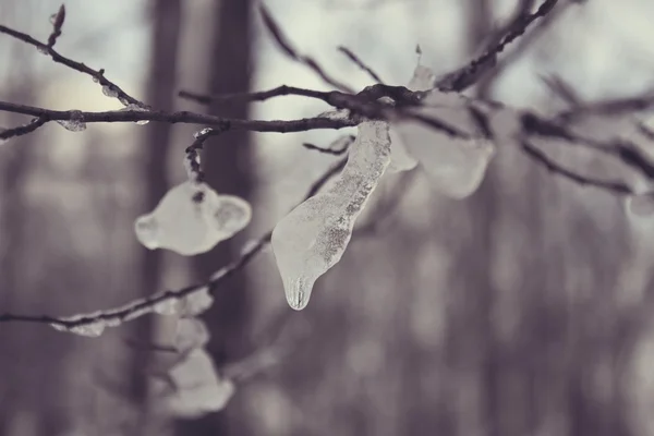 Paese delle meraviglie invernali — Foto Stock