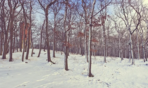 Zimowy Las z wieży — Zdjęcie stockowe