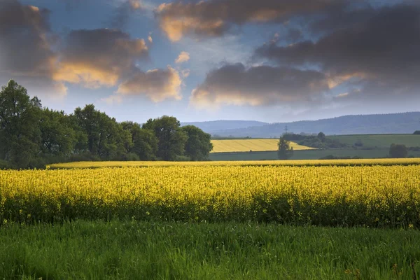 Geel koolzaad veld en dramatische hemel — Stockfoto