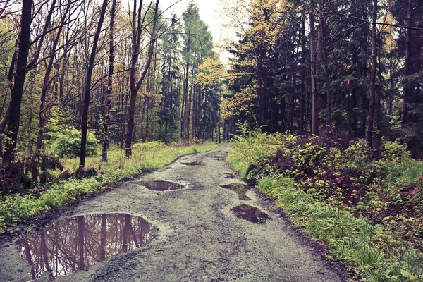 森のビンテージ写真 — ストック写真