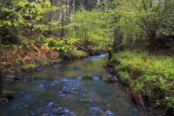 Quellwaldbach — Stockfoto