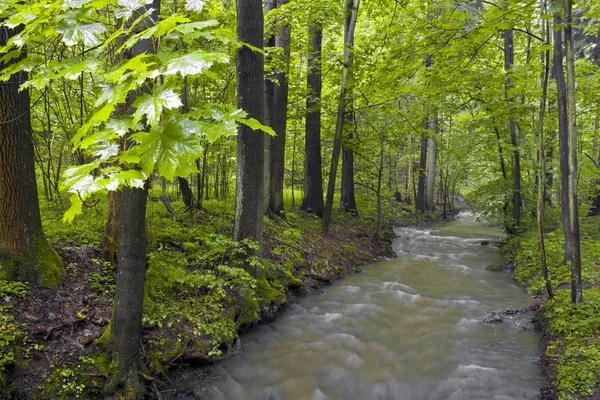 Spring forest creek — Stock Photo, Image