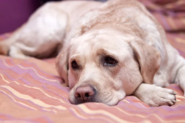 Retrato Labrador — Fotografia de Stock